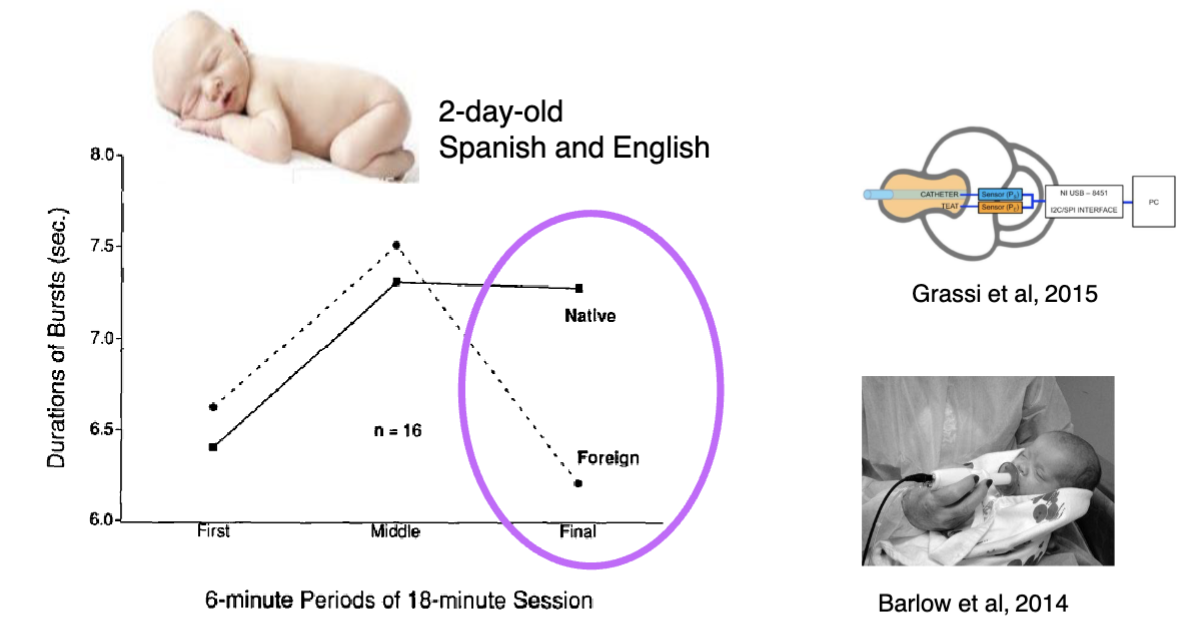 <ul><li><p class="">2-day-old infants exposed to <strong>Spanish and English</strong>.</p></li><li><p class=""><strong>Measurement</strong>: Duration of bursts per second over an 18-minute session, divided into 3 six-minute periods.</p></li><li><p class=""><strong>Findings</strong>:</p><ul><li><p class=""><strong>Native language stimuli</strong> led to <strong>sustained or increased sucking activity</strong>, indicating more interest or familiarity.</p></li><li><p class=""><strong>Foreign language stimuli</strong> led to a <strong>decline in activity</strong>, especially toward the final 6-minute period.</p></li></ul></li><li><p class=""><strong>Conclusion</strong>: Infants are born with a <strong>sensitivity to the rhythmic patterns</strong> of their native language, supporting the idea of <strong>early auditory learning or prenatal exposure</strong> → can differentiate between <strong>native and foreign languages</strong> based on rhythm</p></li></ul><p></p>