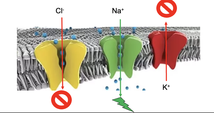<ul><li><p><span style="font-family: Arial">Decreasing – inside cell depolarizes</span></p><ul><li><p><span style="font-family: Arial">Opening Na<sup>+</sup> channels</span></p></li></ul></li><li><p><span style="font-family: Arial">Increasing – inside cell hyperpolarizes</span></p><ul><li><p><span style="font-family: Arial">Opening K<sup>+</sup> or Cl<sup>-</sup> channels</span></p></li></ul></li></ul><p></p>