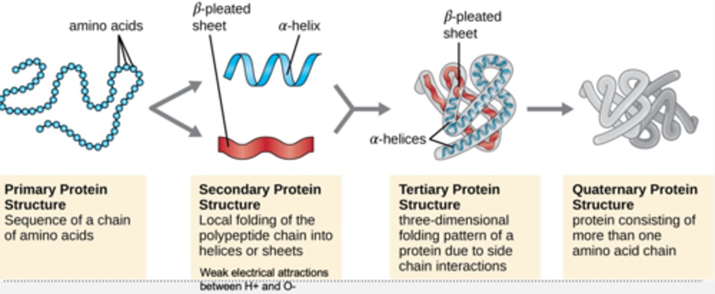 <p>primary, secondary, tertiary, quaternary</p>