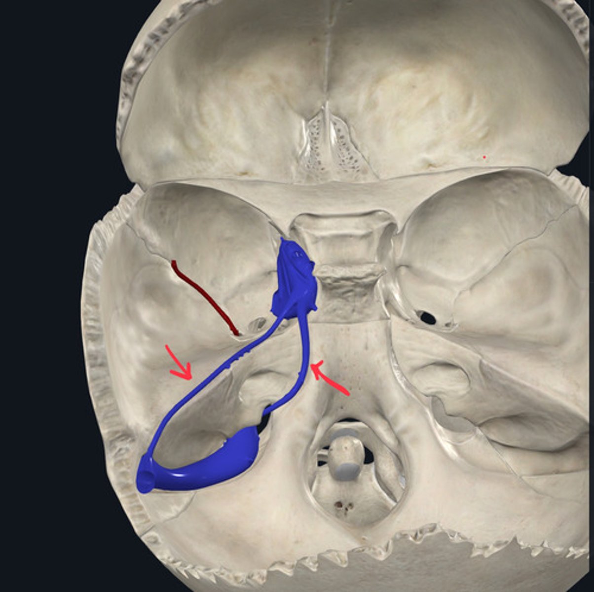 <p>along petrous part of temporal bone</p>