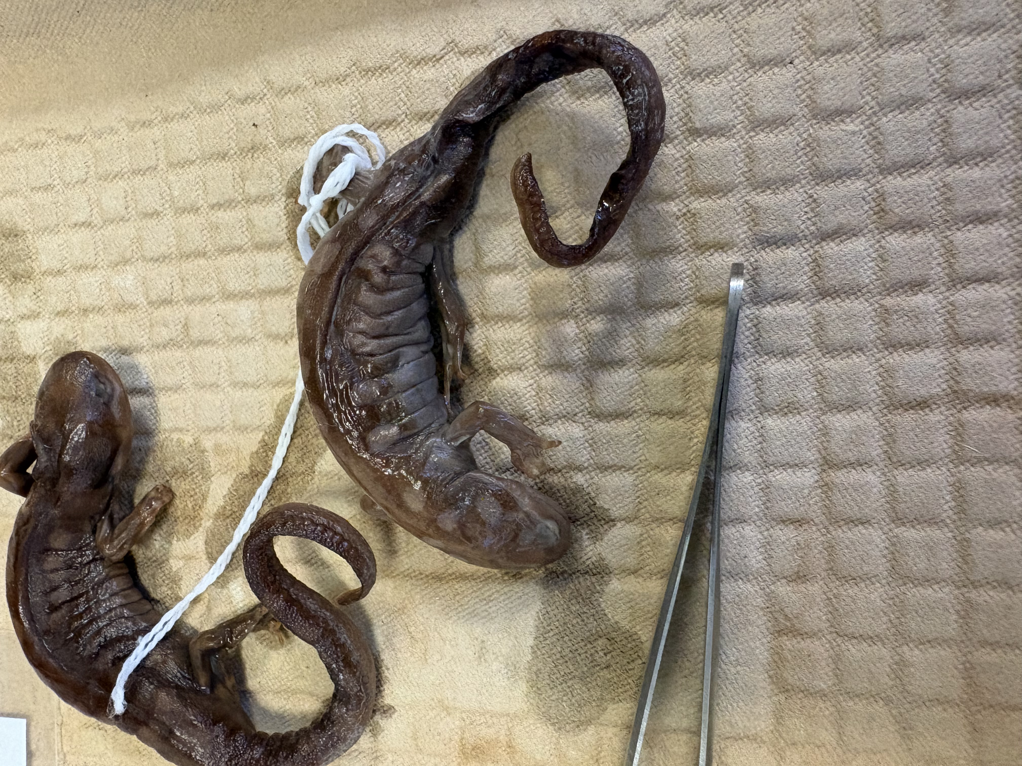 <p>woodland ponds, terrestrial and aquatic</p>