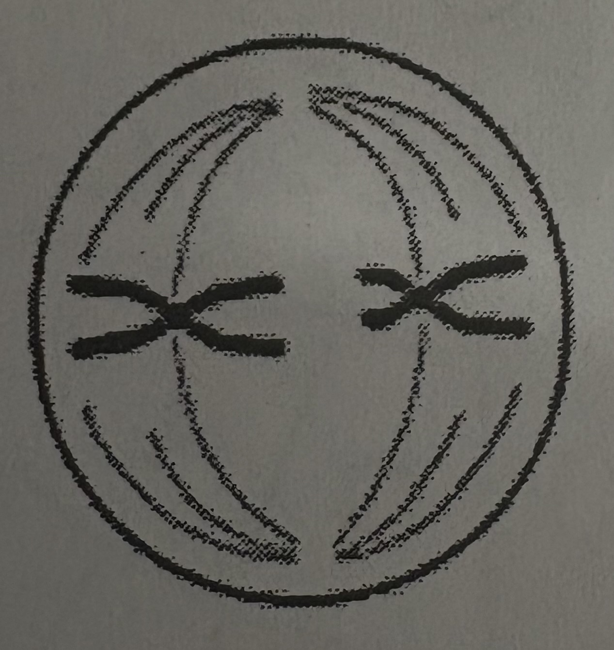 <p>What phase of meiosis is this?</p>