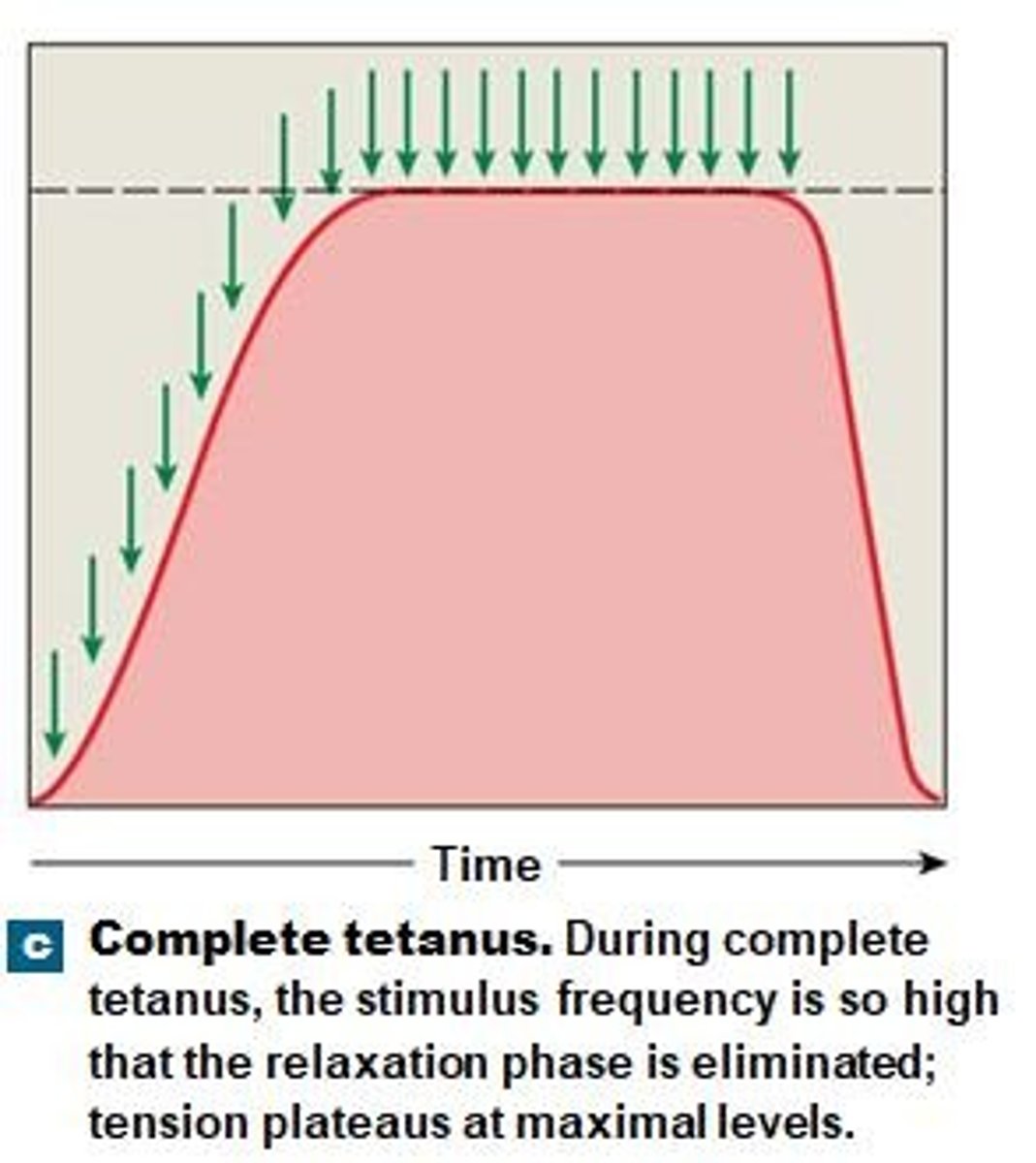 <p>Continuous stimulation eliminates relaxation, maximum tension achieved.</p>