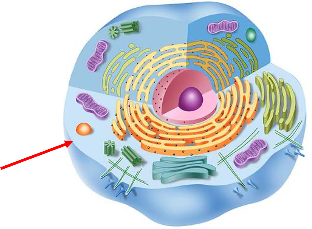 <p>Cell membrane</p>