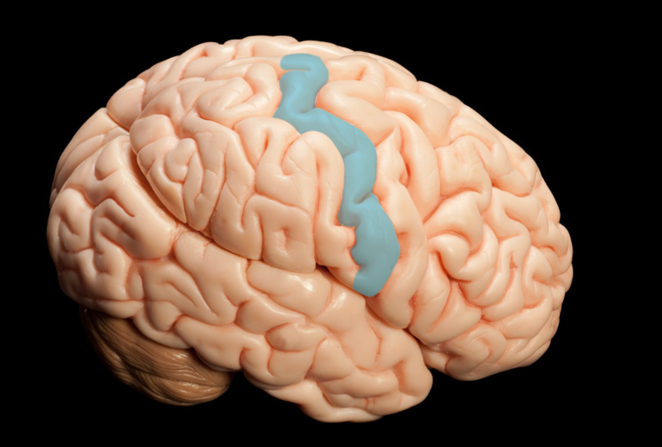 <p>what GUIDELINE is after the central sulcus</p>