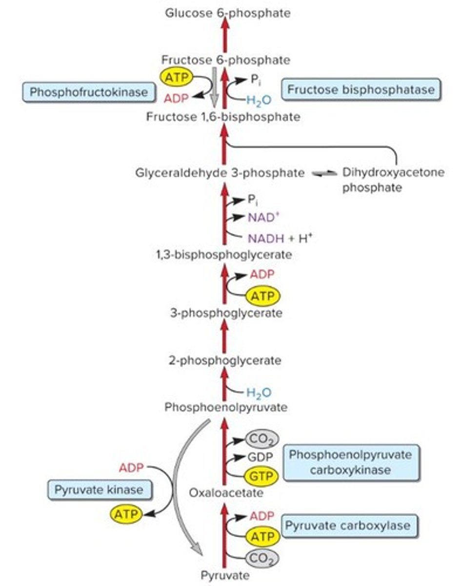 <p>It is a key regulatory enzyme activated by high-energy signals like ATP and citrate.</p>
