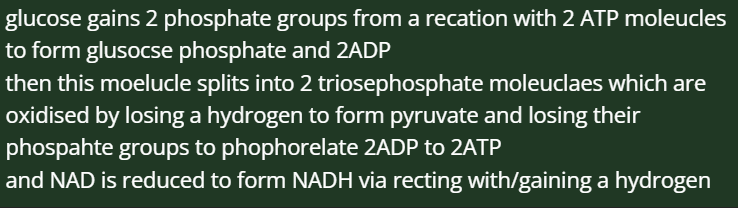 <p><span><span>First, glucose enters the cell’s cytoplasm. Upon entry, an enzyme adds two phosphate groups to glucose in a process known as phosphorylation. These phosphate groups are available due to the breakdown of 2 ATP molecules. As a result, this produces a new molecule called glucose phosphate.</span></span><br><br><span><span>Second, hexose phosphate breaks down into two molecules of triose phosphate.</span></span><br><br><span><span>Third, triose phosphate is converted into pyruvate. In this step, 2 molecules of NADH and 4 molecules of ATP are formed.</span></span><br><br><span><span>The overall yield of ATP within glycolysis is 2 ATP.</span></span></p>