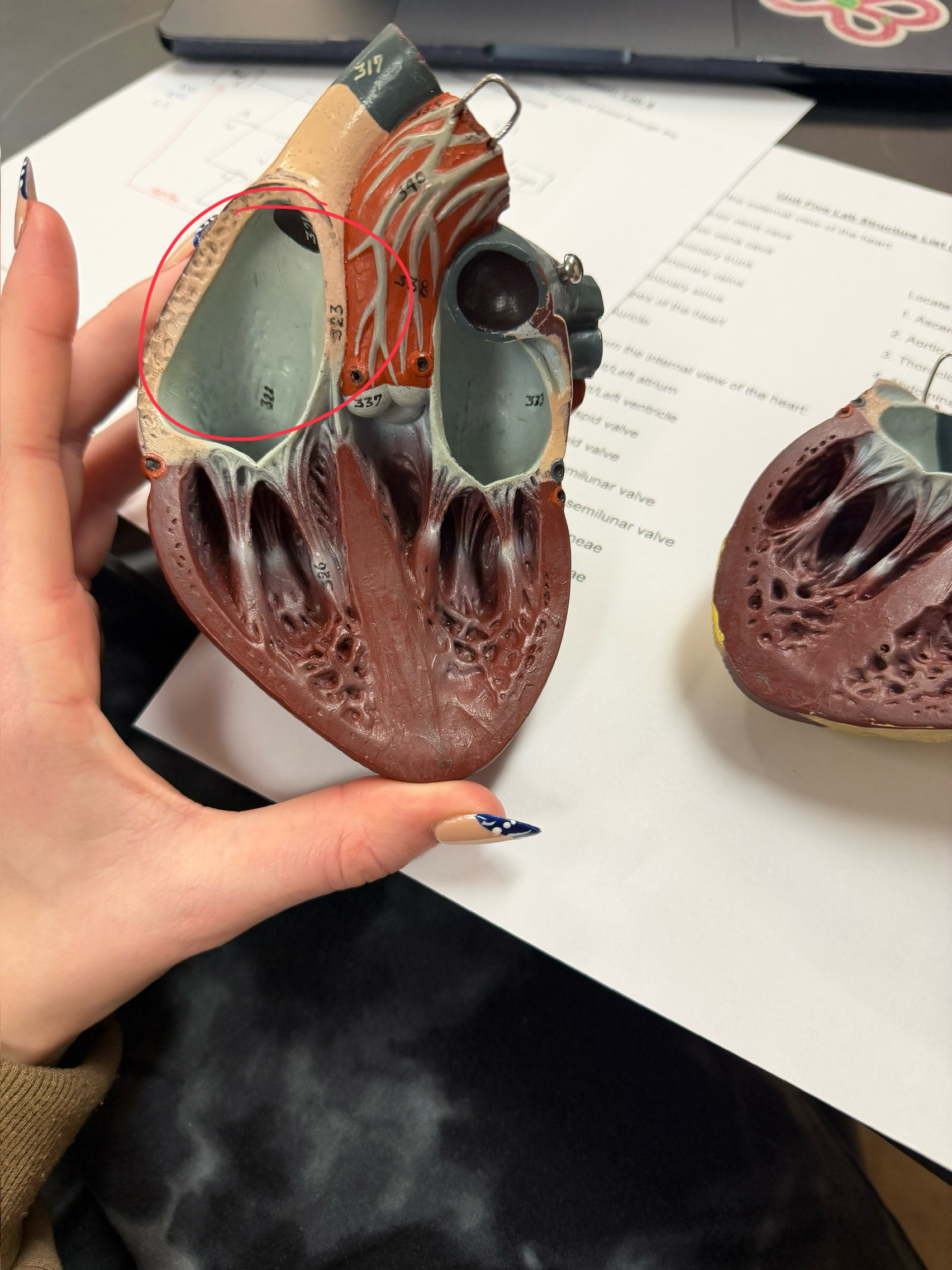 <p>name this chamber</p>