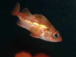 * pale with patches on dorsal surface & head