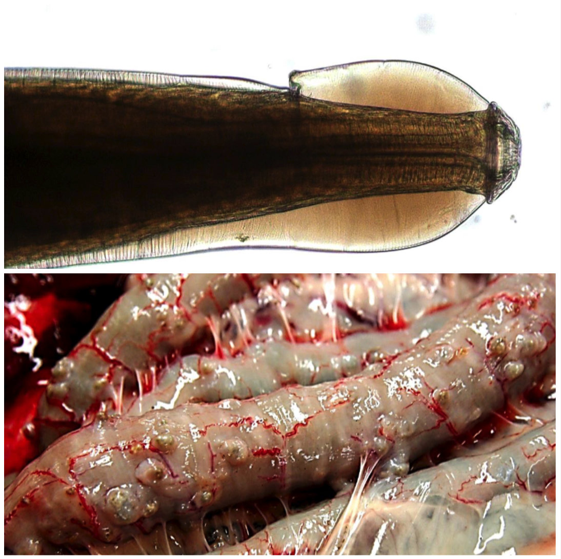 <p>LARGE INTESTINE You see 0.5-1cm nodules in the small and large intestine.</p><ul><li><p>Ingestion of L3 with pasture</p></li><li><p>Cephalic vesicle</p></li><li><p>Thin shell egg with many cells</p></li><li><p>Pathogenic L4</p></li></ul>