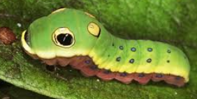 <p>what is this bugs family </p>