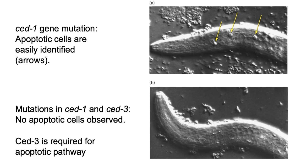 <ul><li><p>ced-1 mutation: cells die but aren’t engulfed by phagocytosis</p></li><li><p>ced-1 + ced-3 mutation: cells don’t undergo apoptosis</p></li><li><p>Screen used ced-1 mutants to identify essential apoptosis genes: <strong>ced-3, ced-4, ced-9, egl-1</strong></p><ul><li><p>Mammalian homologs exist for all four</p></li><li><p>Two homologs linked to <strong>human tumor formation</strong> due to failure in apoptosis</p></li></ul></li></ul><p></p>