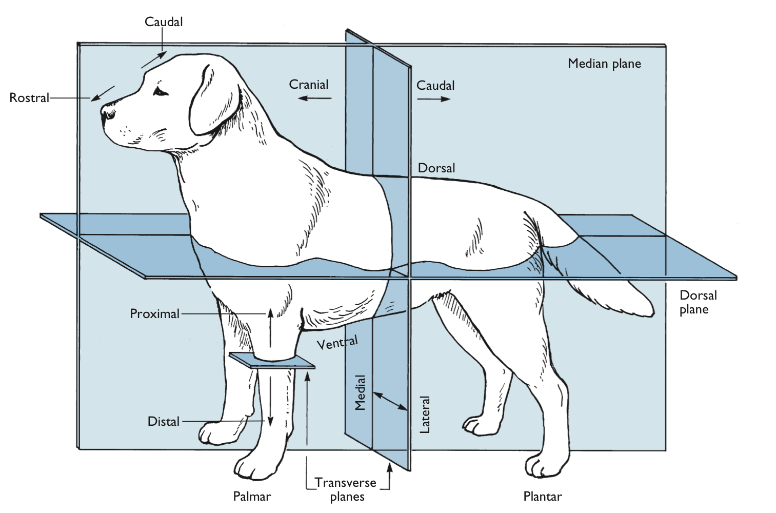 Intro to Vet ANAT&PHY | Sect 1: The Dog & Cat - Chap 1: Principles of ...