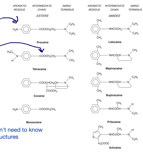 aromatic residue - provides lipid solubility 

intermediate chain - separates aromatic and amino groups, gives chemical class (amide or ester), determines allergenicity and metabolism 

amino terminus - provides water solubility and participates in acid-base reactions