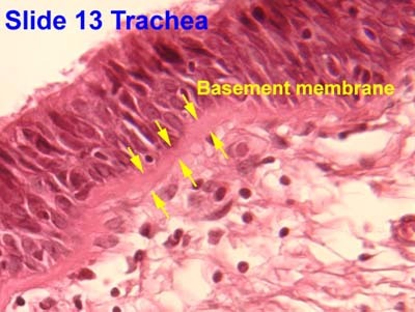 <p>Basal lamina:</p><p>- from epithelial cells</p><p>- collagen fibers</p><p>Reticular lamina</p><p>- secreted by connective tissues</p><p>- reticular fibers</p><p>Holds cells to connective tissues</p><p>Guide for cell migration during development</p>
