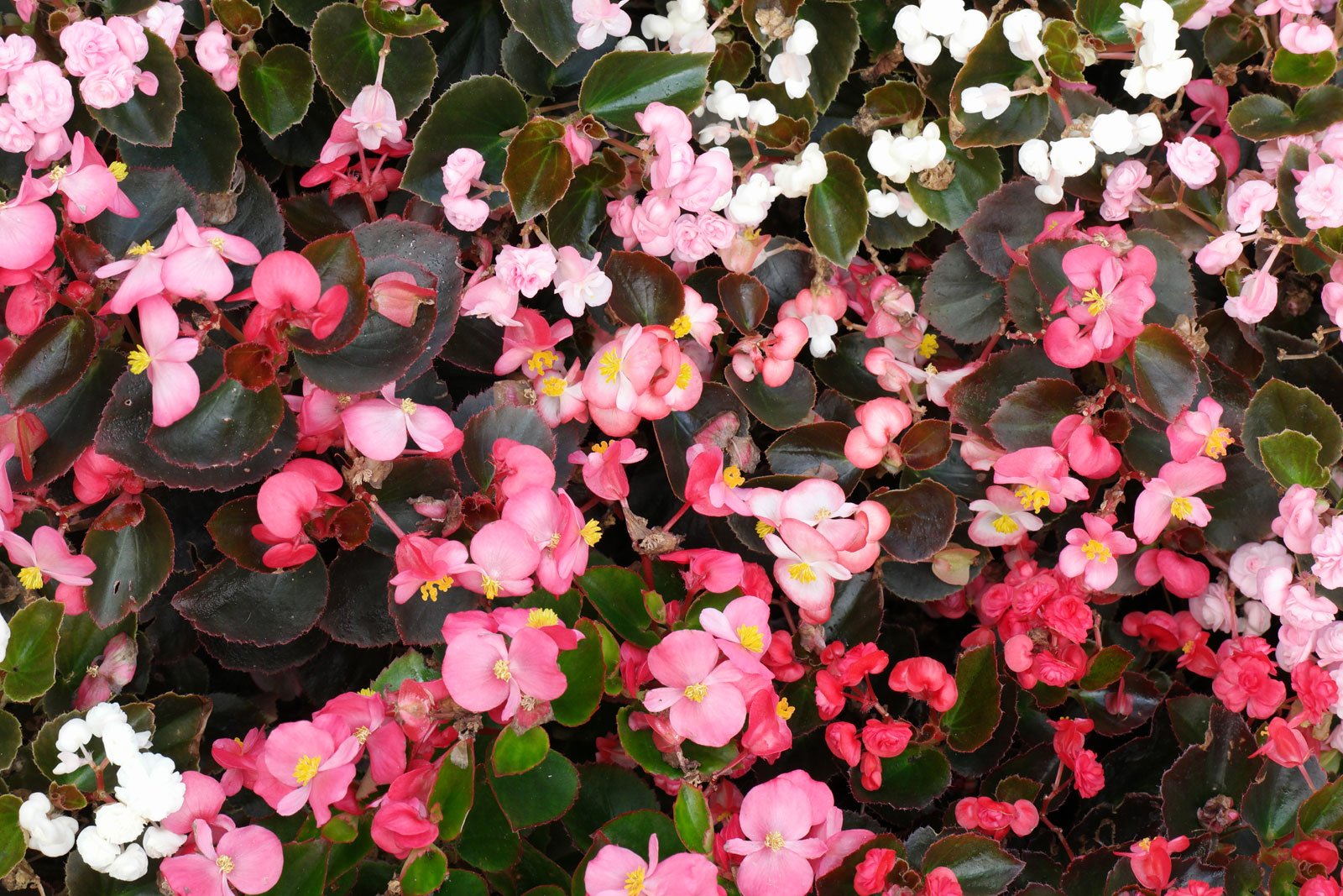 <p>Waxy leaves gives glossy look</p><p>Leaf margins look like torn paper, rough, ragged edges</p><p>Leaves can be green or bronze</p>