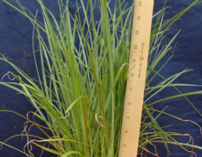 <p>Cyperus esculentus (Cyperaceae)</p>