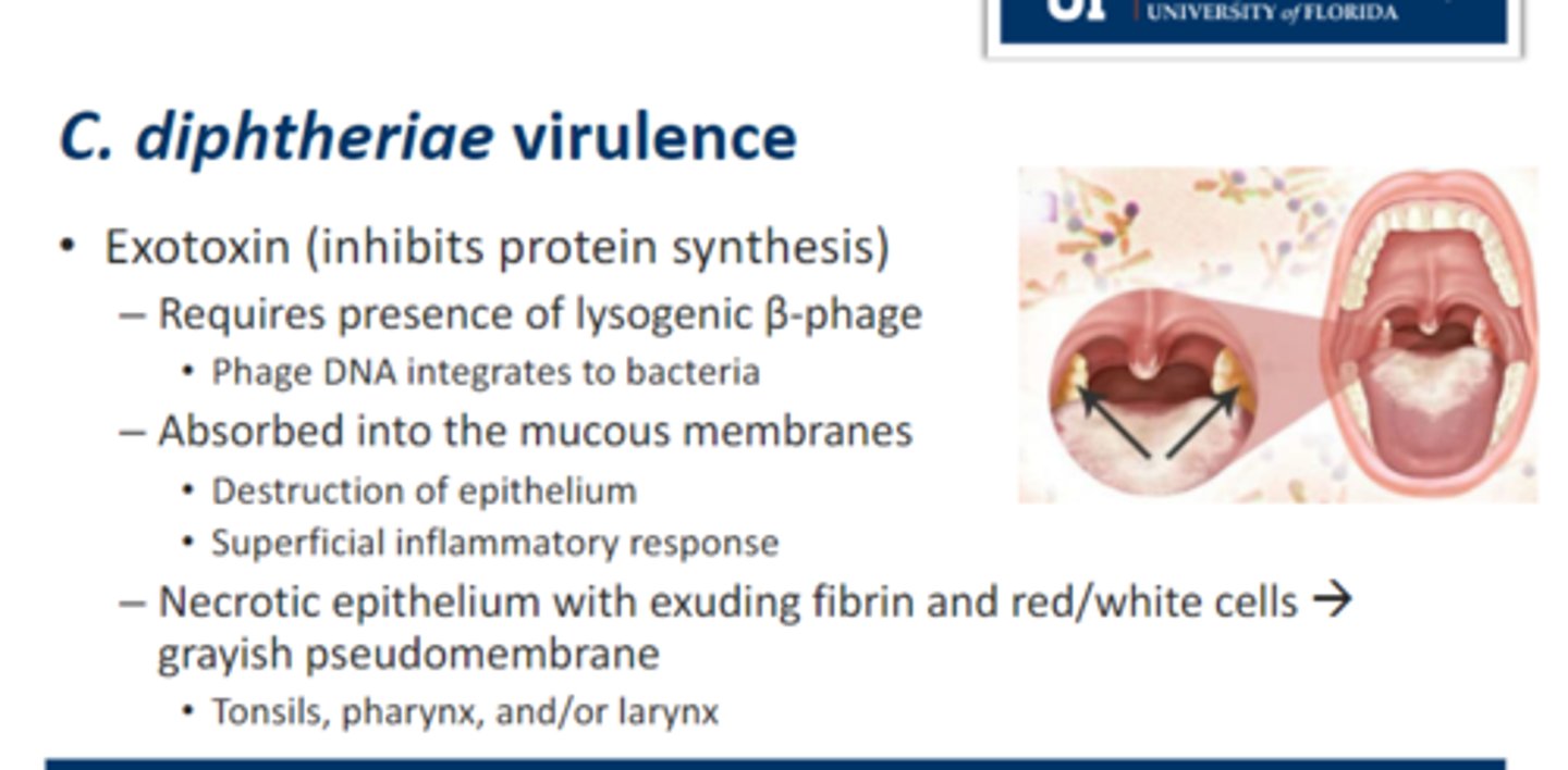 <p>• Exotoxin (inhibits protein synthesis)</p><p>1. Requires presence of lysogenic β-phage</p><p>• Phage DNA integrates to bacteria</p><p>2. Absorbed into the mucous membranes</p><p>• Destruction of epithelium</p><p>• Superficial inflammatory response</p><p>3. Necrotic epithelium with exuding fibrin and red/white cells → grayish pseudomembrane that looks leatherly</p><p>• Tonsils, pharynx, and/or larynx</p>