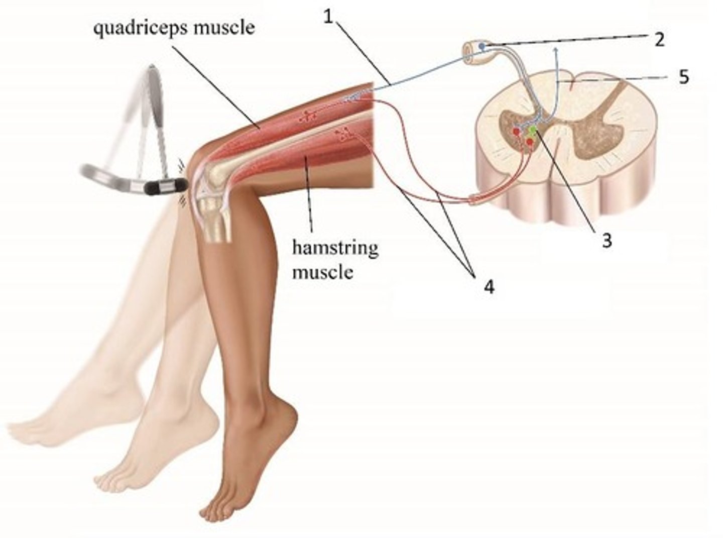 <p>The nerve labeled in the reflex arc.</p>