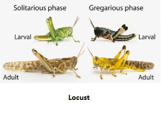 <ul><li><p>a group of individuals of the <strong>same </strong>species that live in the <strong>same </strong>area, at <strong>same </strong>time and interact</p></li></ul><p></p>