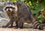 <p>stocky, short-legged; bandit mask; banded tail; grizzled body (frosted tips on fur)</p>