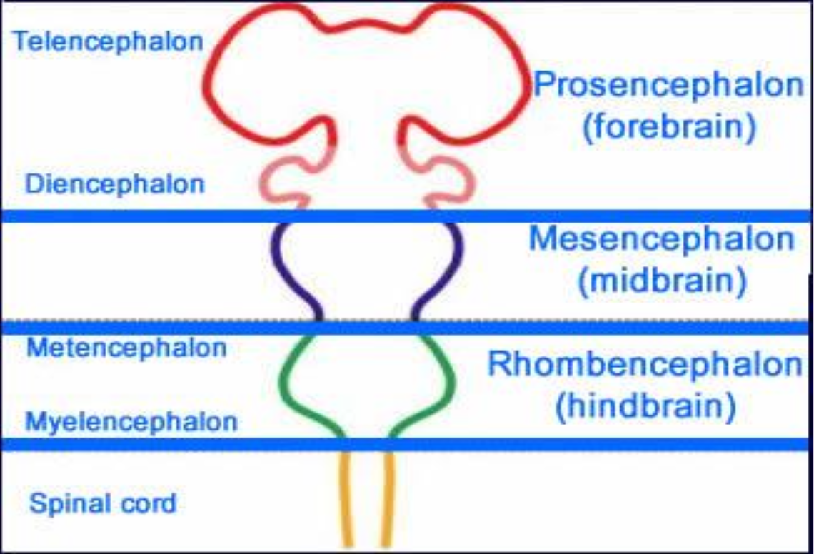 <p>Prosencephalon</p>
