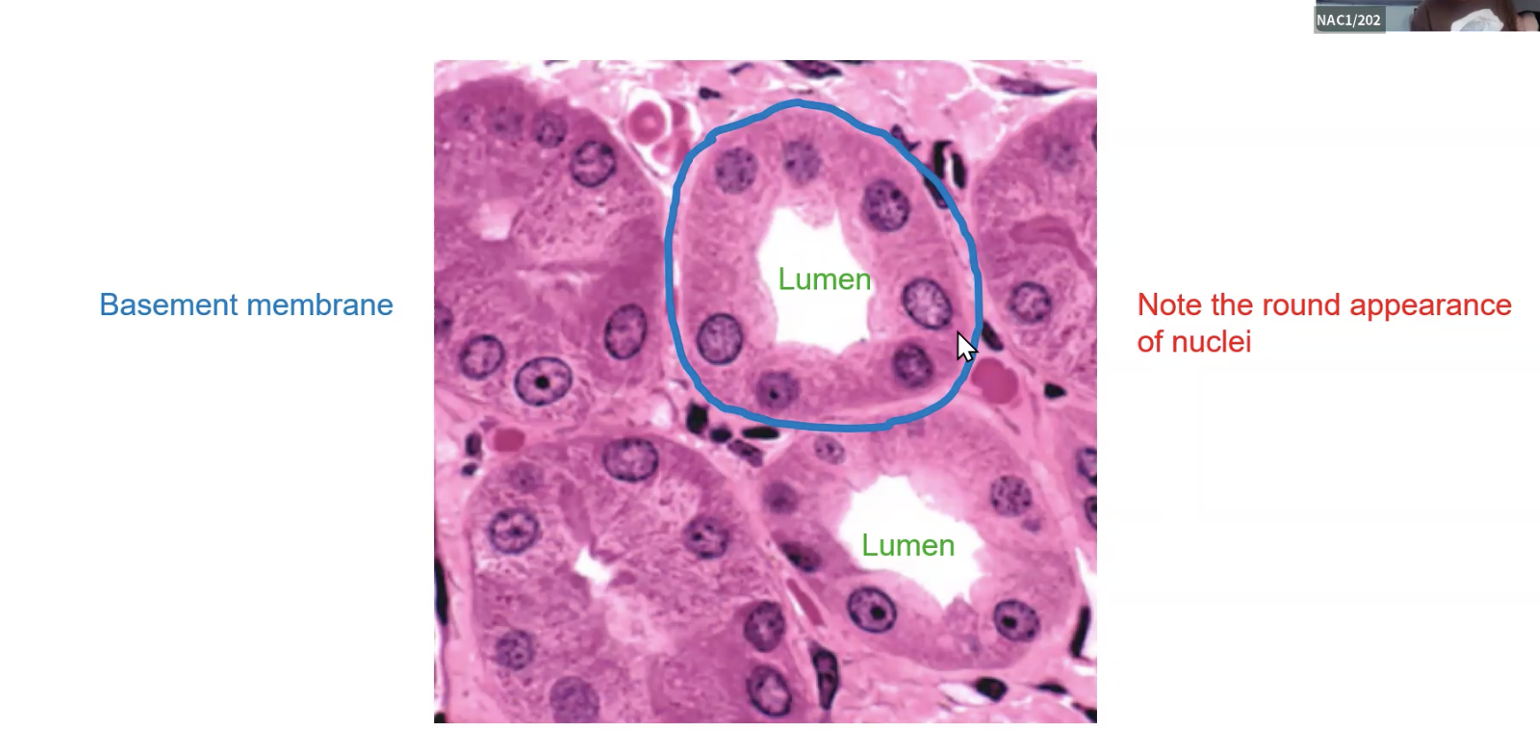 <p>Lumen in the center facing the apical cells. Round nuclei.</p>