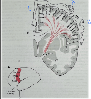 <p>False; it changes with the person’s use of the body part. </p>