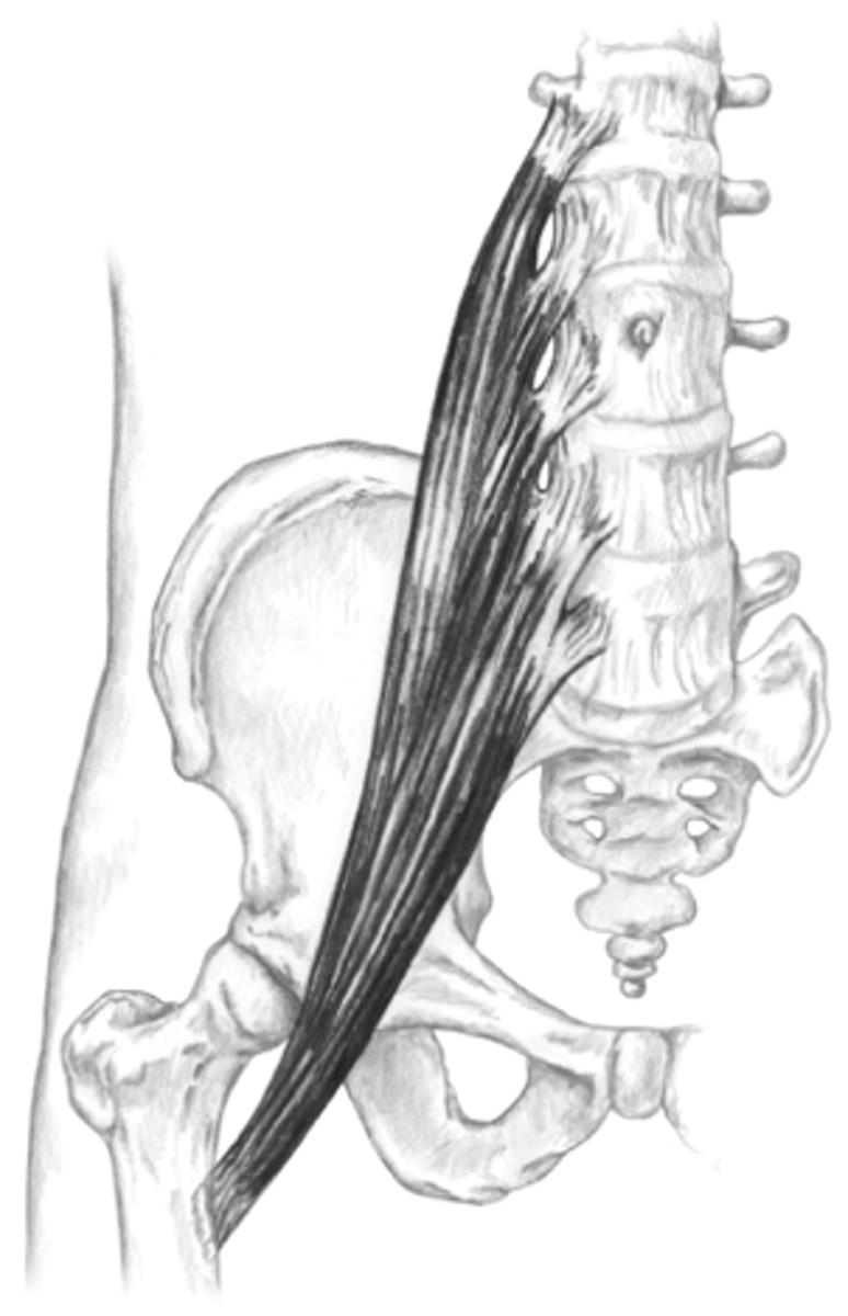 <p>flexes hip (femur)</p>