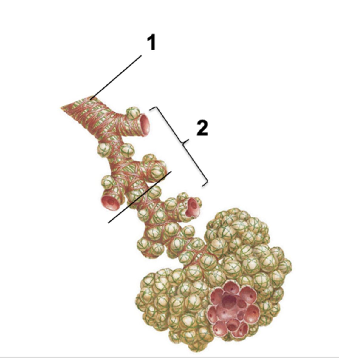<p>ID the structure at #1:</p>
