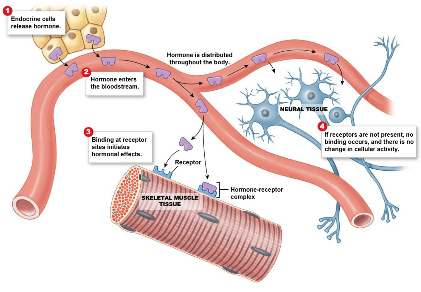 <p><mark data-color="red">Endocrine system: hormone delivery</mark></p><p>Can you label, describe and explain what this diagram is/shows?</p>