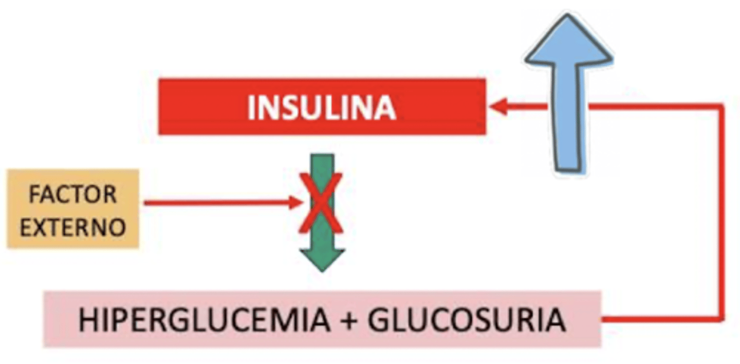 <p>una deficiencia relativa de insulina, por un factor externo que impide su función. → ↑ insulina</p>