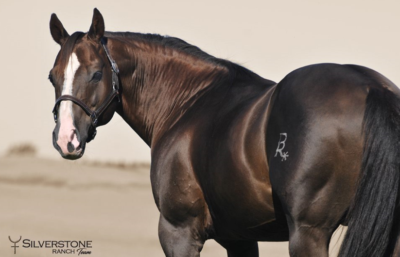 <p>What breed (pattern) is this horse?</p>