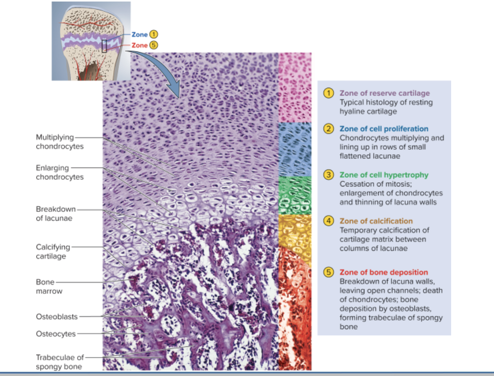 <p>Postnatal growth - length</p>