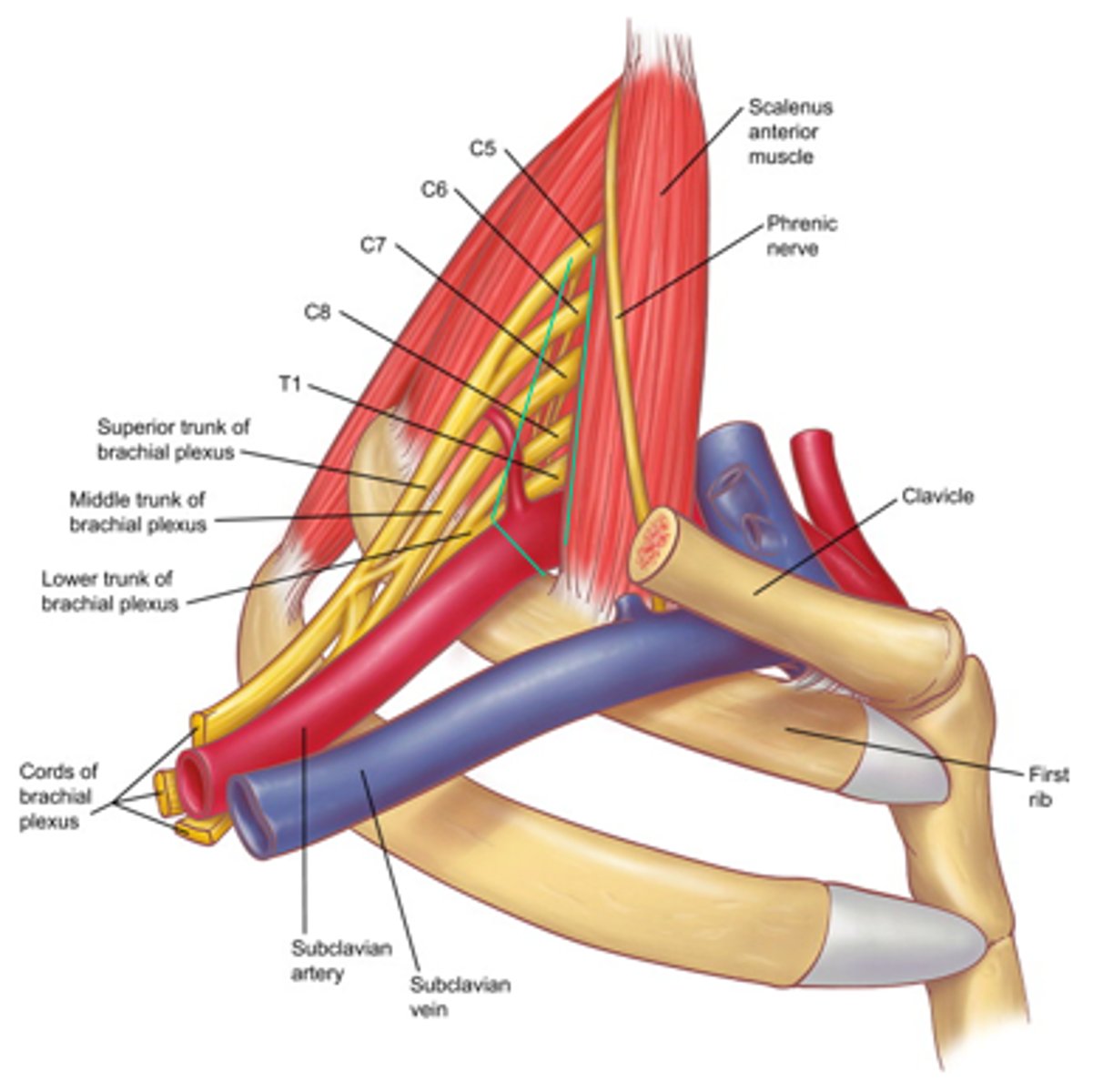 <p>- anterior: anterior scalene</p><p>- posterior: middle scalene</p><p>- inferior: 1st rib</p>