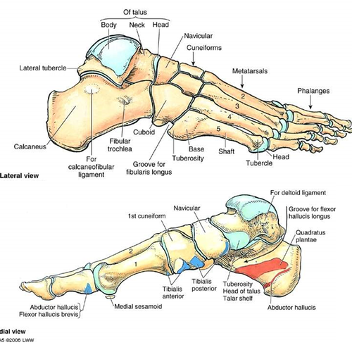 label the right foot where it articulates with the tibia and fibula:
______ (the part that is labeled body/colored blue)