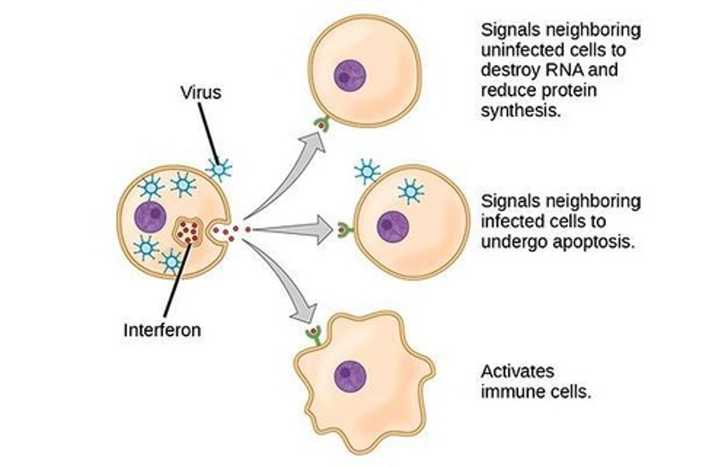 <p>Act as messengers to prevent a virus from spreading to new cells; the viruses still infect but cannot make new viruses in the cells that received the interferon message.</p>