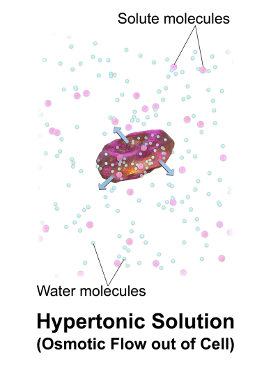 <p>Solute Concentration is greater outside cell</p><p>Water move out of the cell</p>