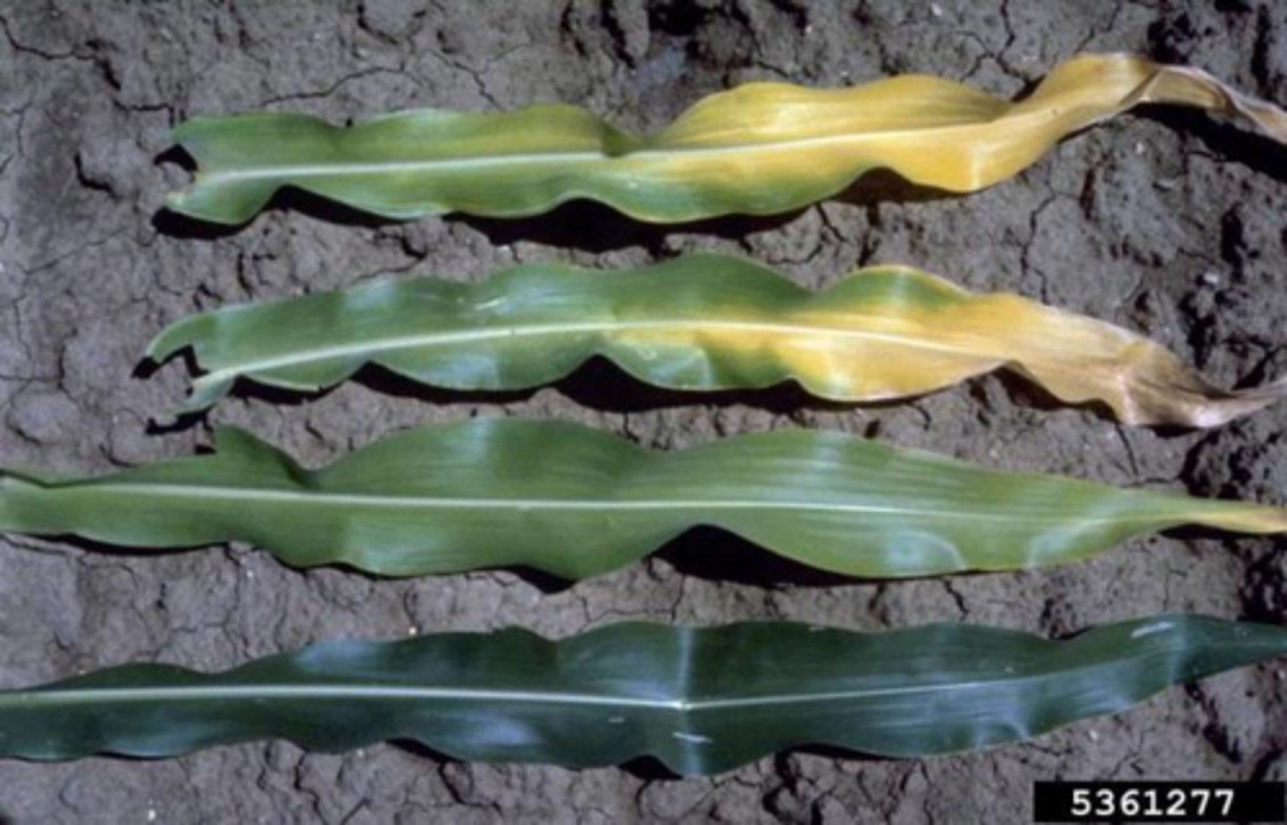 <p>- lack of <b>photosynthesis/ respiration</b><br>- cause <b>poor growth</b><br>- <b>discolour leaves</b></p>