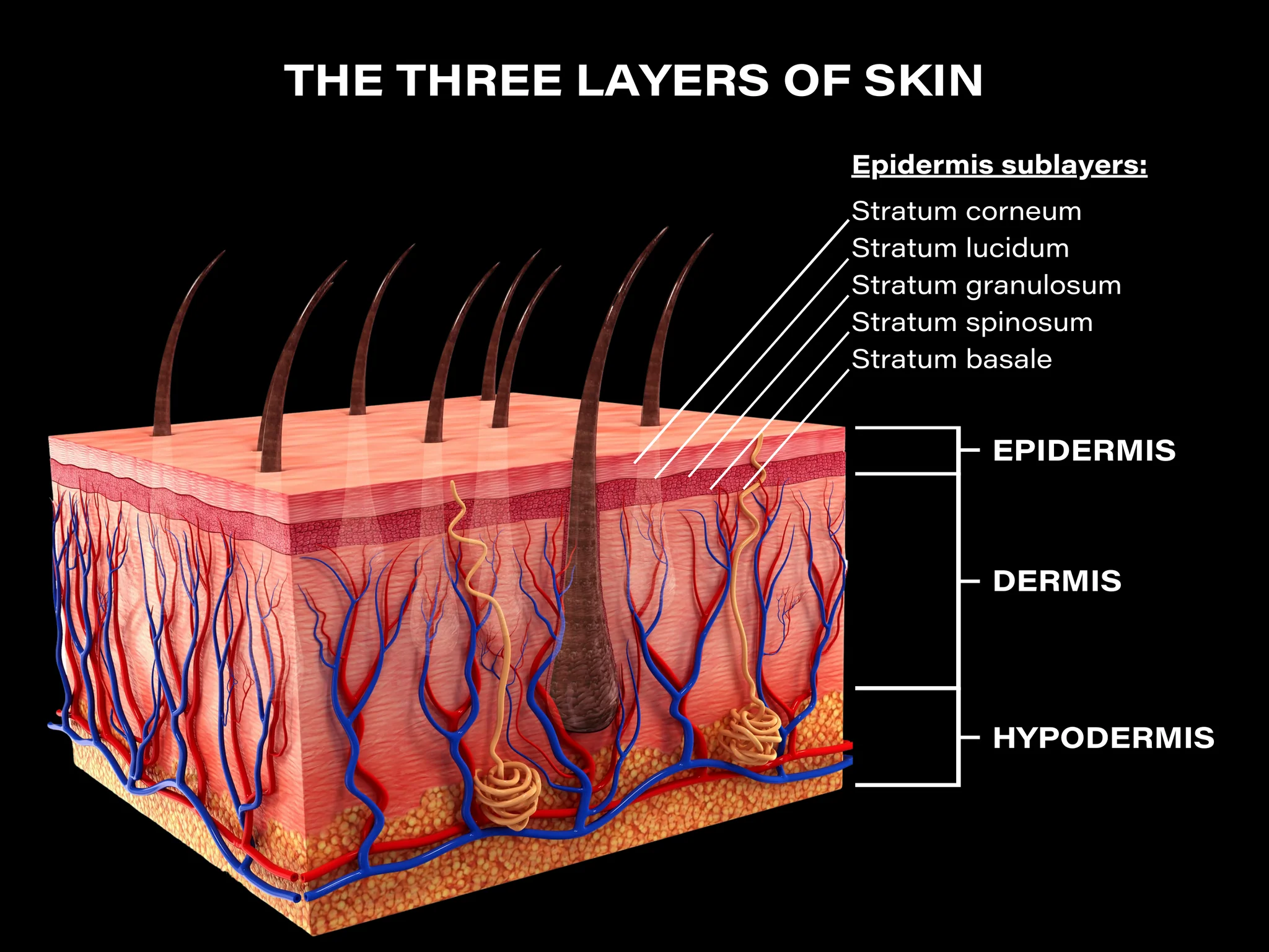 <ol><li><p>Epidermis</p></li><li><p>Dermis</p></li><li><p>Hypodermis</p></li></ol><p></p>
