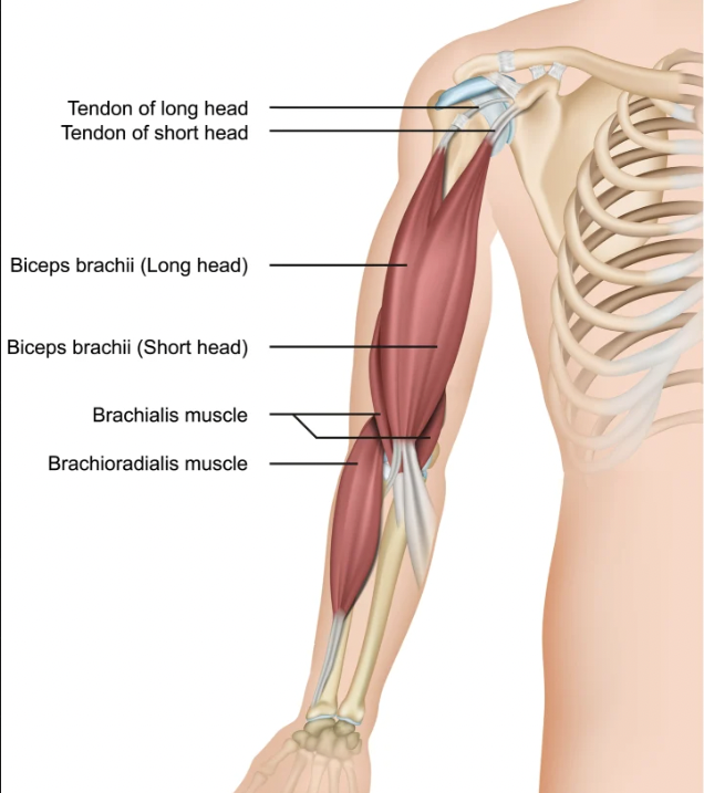 <p>flexes the elbow </p>