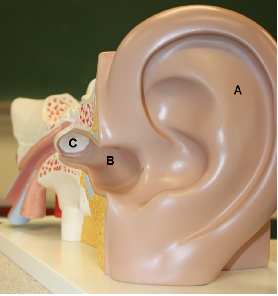 <p><span><span>In the image above, identify structures A-C.</span></span></p>