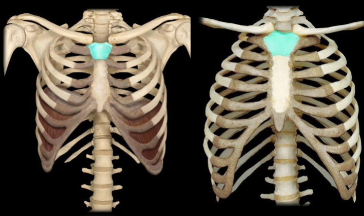 <p>What part of the sternum is highlighted in this image?</p>