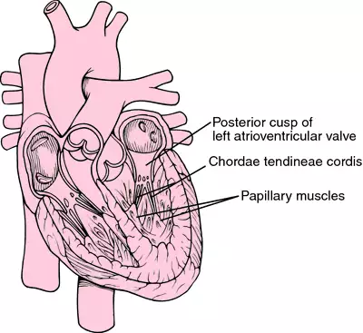 <p>Strong fibrous connections between the valve leaflets and papillary muscles in the heart. </p><ul><li><p>Prevent the leaflet from swinging back into cavity. </p></li></ul>
