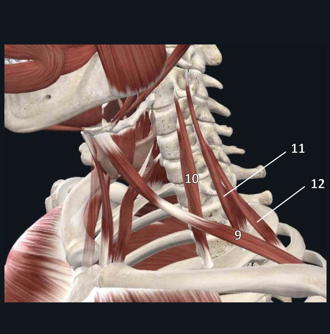 <p>name structure #10</p>