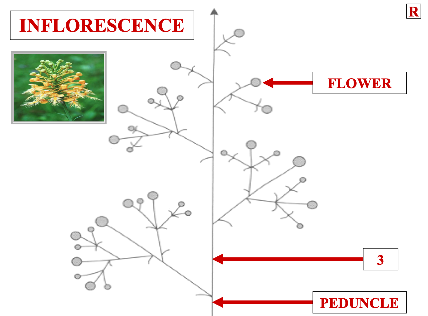 <p>name structure 3</p>