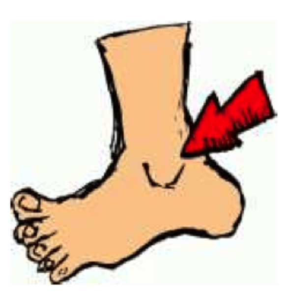 <p>the ankle</p>