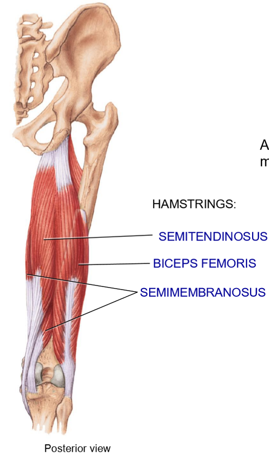 <p>Name the muscles that move the leg</p>