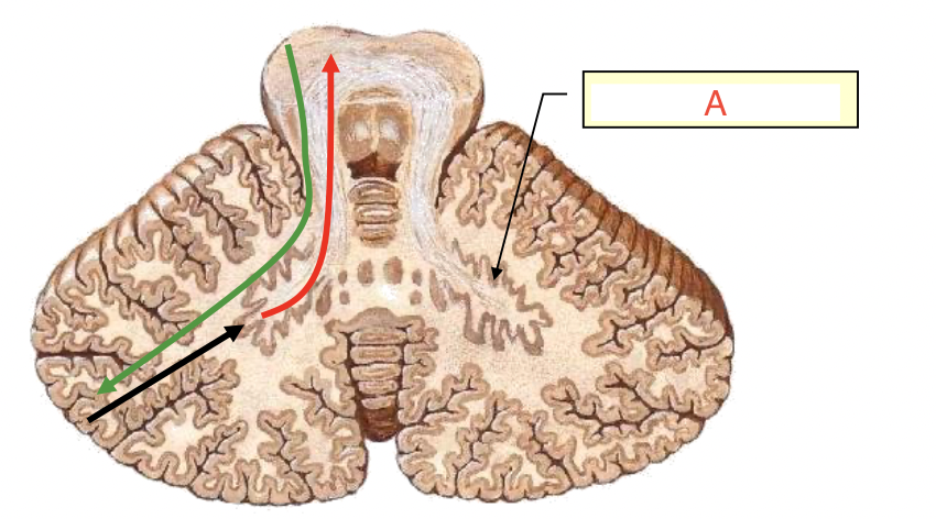 <p>other cerebellar nuclei are associated with</p>