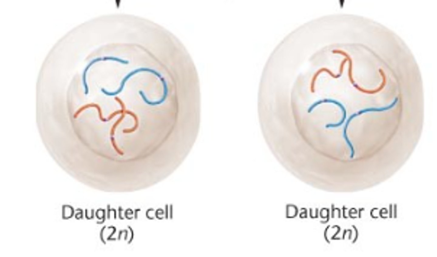 <p>Two genetically identical daughter cells.</p>